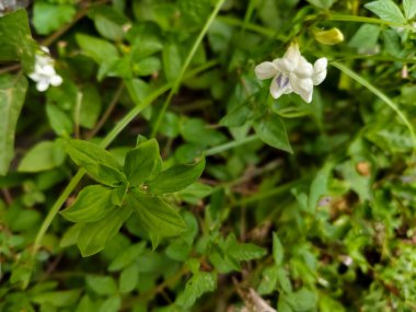 İsrail çimi Asystasia gangetica (Acanthaceae)
