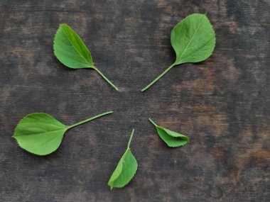 Tahtadaki yabani bitki yaprağı süslemesi