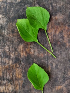 Tahtadaki yabani bitki yaprağı süslemesi