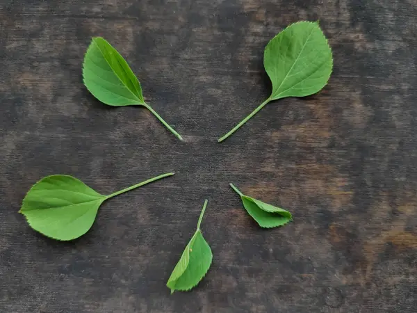 Tahtadaki yabani bitki yaprağı süslemesi