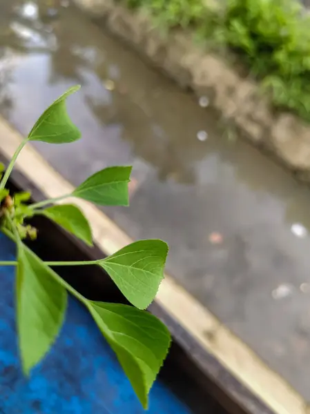 Küçük bir nehrin kıyısındaki yapraklara yakın.