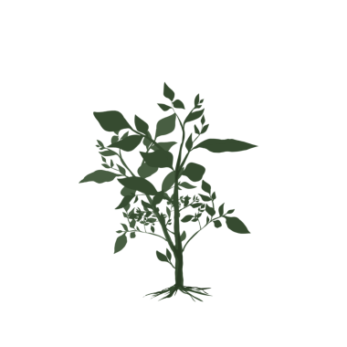 dalları ve yaprakları olmayan genç yeşil bitki