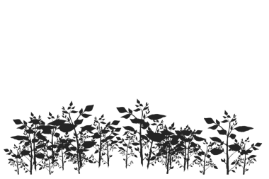 Arkaplanı olmayan dallanan bitki koleksiyonunun silueti