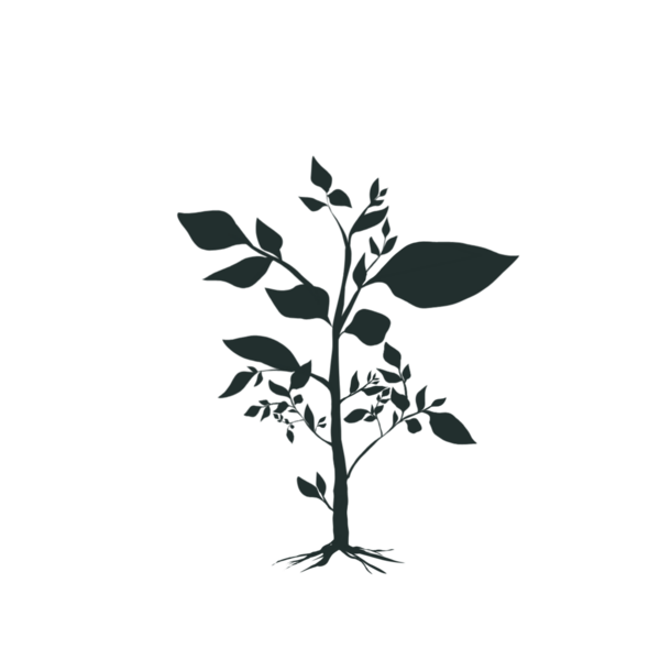 dalları ve yaprakları olmayan yeşil bitki