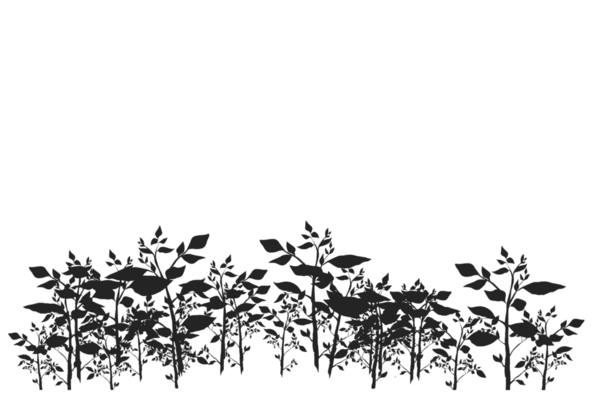 Arkaplanı olmayan dallanan bitki koleksiyonunun silueti