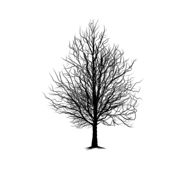 Ağaç silueti Düşen yapraklar yok, arka plan yok