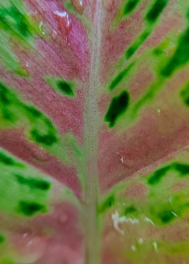 Bahçedeki kırmızı ve yeşil yaprakları kapat.