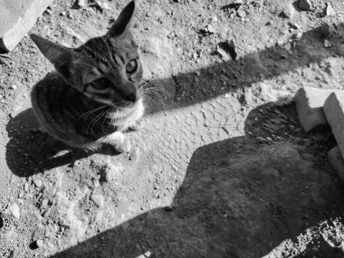 Siyah beyaz arka planda bir kedi resmi.