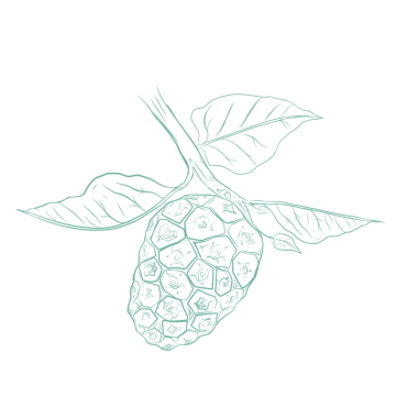 Arka planda yaprakları olmayan noni meyvelerinin tam renkli çizimi