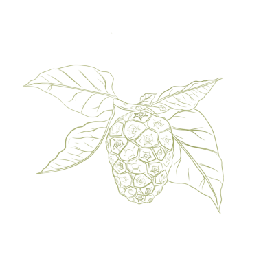 Arka planda yaprakları olmayan noni meyvelerinin tam renkli çizimi