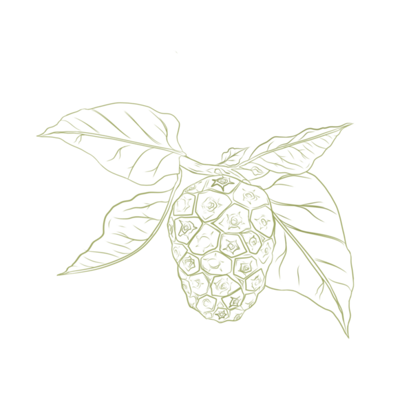 Arka planda yaprakları olmayan noni meyvelerinin tam renkli çizimi