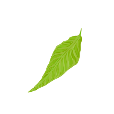 arkaplansız yeşil yaprak illüstrasyonu