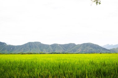 Doğal ışık altındaki canlı yeşil pirinç tarlalarının geniş bir görüntüsü tarım manzaralarının güzelliğini gözler önüne seriyor. Çiftçilik, sürdürülebilirlik, kırsal yaşam ve
