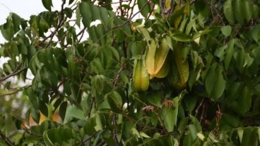 Karambola yıldızı meyve hasadı olan ağaç. Yüksek kalite 4k görüntü