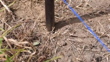 Kuru Toprakta Çukur Kazmak, Arid Toprakta Kazmak, Sert Toprakta Elle Çalışmak, Kuru Koşullarda Toprağı Çalışmak, Tarım ve İnşaat İçin Toprak Kazmak. Yüksek kalite 4k görüntü