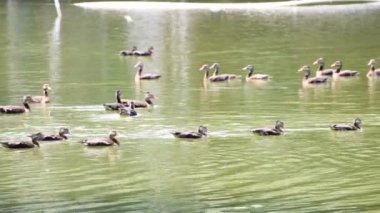 Göçmen kuş sürüsü gölde yüzüyor. Yüksek kalite 4k görüntü