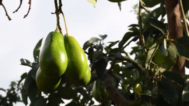 Avokado dolu bir ağaç, meyvelerle dolu Avokado Ağacı, Asılı Avokadolarla dolu bereketli Avokado Ağacı, Ağaçta Bolca Büyüyen Yeşil Avokadolar. Yüksek kalite 4k görüntü