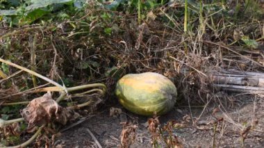 Balkabağı hasat eden çiftçi, çiftçi balkabağı toplayan çiftçi, tarlada kabak hasat eden çiftçi. Yüksek kalite 4k görüntü