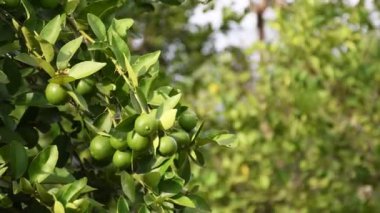 Limon ekinlerini kontrol eden çiftçi, limon ağaçlarını denetleyen çiftçi, limon hasadını kontrol eden çiftçi, ekinleri inceleyen limon yetiştiricisi. Yüksek kalite 4k görüntü