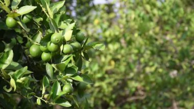 dolu limon ağacı, bulanık arkaplan, meyvelerle dolu limon ağacı, ağaçta olgun limonlar, bol limonlu hasat. Yüksek kalite 4k görüntü