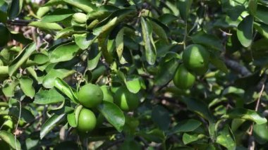 dolu limon ağacı, bulanık arkaplan, meyvelerle dolu limon ağacı, ağaçta olgun limonlar, bol limonlu hasat. Yüksek kalite 4k görüntü