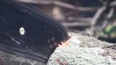 Ahşap bıçkıhanesi, testere kesme kereste kesme kereste fabrikası, kereste kesme kütükleri. Yüksek kalite 4k görüntü