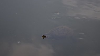 Trachemys Callirostris tatlı su nehrinde yüzüyor, tropikal kaplumbağa doğal ortamında. Yüksek kalite 4k görüntü