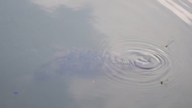 Trachemys Callirostris nehirde güneşleniyor ve yüzüyor, yerli tatlı su kaplumbağası. Yüksek kalite 4k görüntü