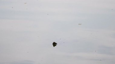 Trachemys Callirostris nehir kaplumbağası göl veya nehirde yüzüyor, doğal ortamında suda sürüngen var. Yüksek kalite 4k görüntü