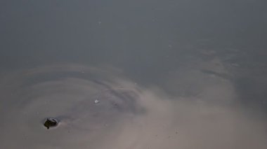 Sakin bir gölde süzülen tatlı su kaplumbağası Trachemys Callirostris vahşi doğada. Yüksek kalite 4k görüntü