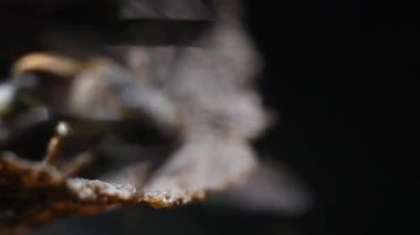 Doğal Angelita Bees Scaptotrigona, Vahşi Polenler 'in Log Macro klibinde yuvalarından çıkıyor. Yüksek kalite 4k görüntü