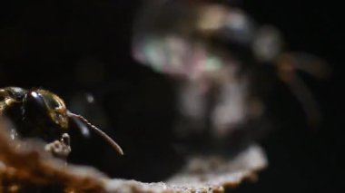 Scaptotrigona Melek Arılarının Yuvalarından Çıkan Macro Videosu. Yüksek kalite 4k görüntü