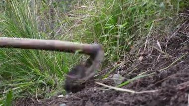 Tarım Tarlası Kırsal Çalışmaları ve Geleneksel Çiftçilikte Çapayla Toprağı Sürme ve Temizleme. Yüksek kalite 4k görüntü