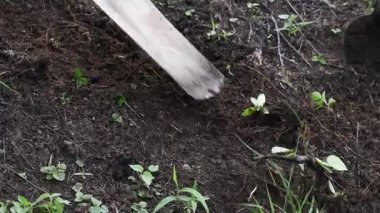 Toprağı ekime hazırlayan çiftçi bir kürek tarımı ve kırsal iş yapıyor. Yüksek kalite 4k görüntü