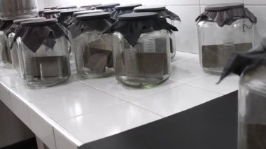 Yararlı Organizma Yetiştirme, Sürdürülebilir Böcek Yönetimi için Biyolojik Kontrol. Yüksek kalite 4k görüntü