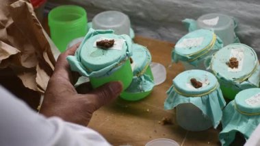 Diatraea Larvasında Cotesia Tarımı, Sürdürülebilir Tarım Biyolojik Kontrolü. Yüksek kalite 4k görüntü