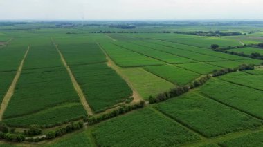 Havadan bakıldığında geniş şeker kamışı tarlaları geniş tarlalar sergiliyor. Yüksek kalite 4k görüntü