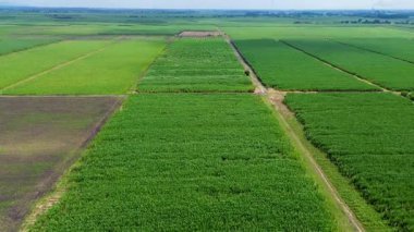 Araziye yayılan geniş şeker kamışı tarlalarının havadan görünüşü. Yüksek kalite 4k görüntü