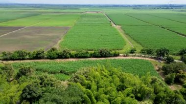 Geniş şeker kamışı tarlaları geniş çaplı tarlaların havadan çekilmiş görüntüleri. Yüksek kalite 4k görüntü
