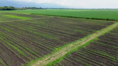 Kırsal alanda geniş bir şeker kamışı tarlası, insansız hava aracı. Yüksek kalite 4k görüntü