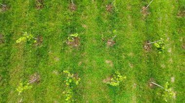 Üzüm yetiştirme sahalarından çekilen yukarıdan aşağıya doğru çekilen görüntüler geniş bir araziyi ortaya çıkarıyor. Yüksek kalite 4k görüntü