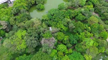 Lush Ormanı 'nın etrafını saran Göl' ün insansız hava aracı görüntüsü. Yüksek kalite 4k görüntü