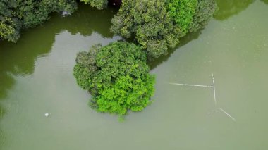 Yoğun Orman ile çevrili Göl 'ün insansız hava aracı görüntüsü. Yüksek kalite 4k görüntü