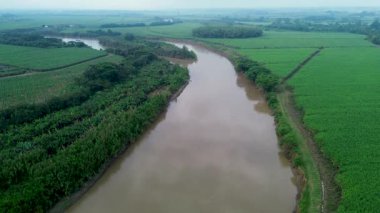 Şeker kamışı tarlalarından geçen Cauca Nehri. Yüksek kalite 4k görüntü