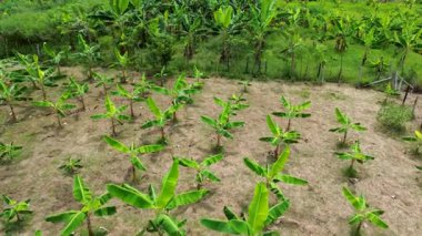 Yeşil Muz Bitkileri Kırsal Tepe Havacılık Görüntülerini Kapsıyor. Yüksek kalite 4k görüntü
