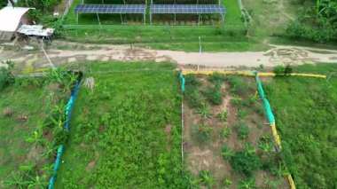 Muz tarlaları Kolombiya kırsal hava manzaralı. Yüksek kalite 4k görüntü