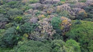 Lush Green Jungle 'ın Hava Görüntüsü, Yukarıdan Yoğun Yağmur Ormanı, Tropikal Orman Drone Görüntüsü, Lush Canopy Hava Görüntüsü Yoğun Tropikal Orman. Yüksek kalite 4k görüntü