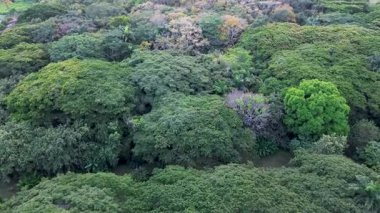 Yoğun Amazon Ormanının İnsansız Hava Aracı Görüntüsü, Amazon Hava Aracı Çekimi. Yüksek kalite 4k görüntü