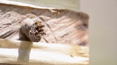 İğnesiz Yerli Arılar Yuvalarında, Bal Üreten Arıların Yakın Çekimi, Meliponine Arıları. Yüksek kaliteli FullHD görüntüler