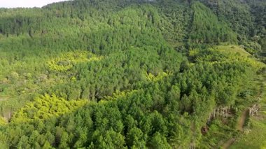 Çam ormanlarının havadan görünüşü, doğal manzaradaki çam ağaçları, yoğun yeşil bitki örtüsü olan çam ormanı. Yüksek kalite 4k görüntü
